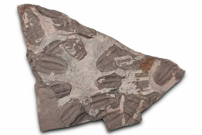Ordovician Trilobite Mortality Plate - Tafraoute, Morocco #370554